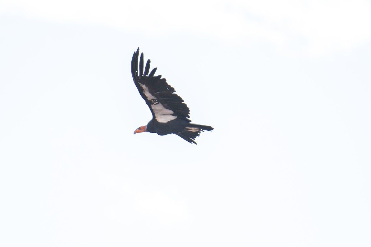 Condor de Californie - ML619769465