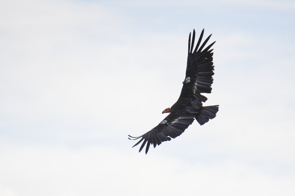 Condor de Californie - ML619769469