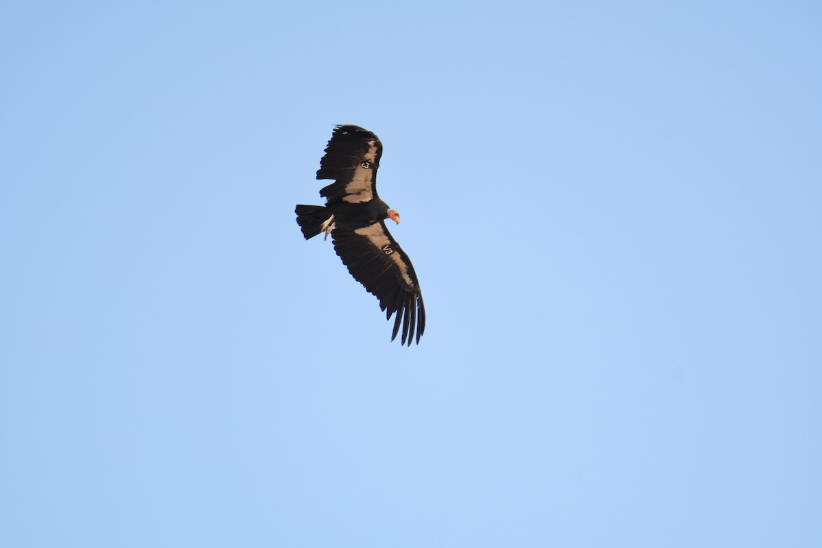 Condor de Californie - ML619769471