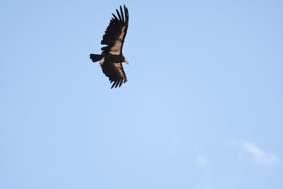 Condor de Californie - ML619769475