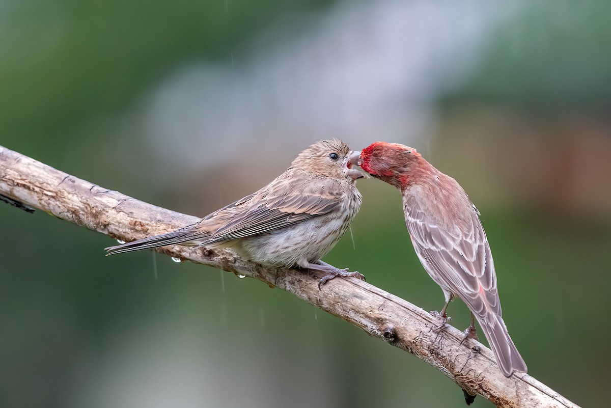 House Finch - ML619769509