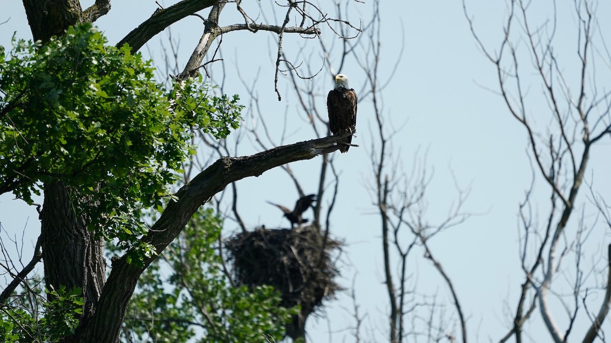 Bald Eagle - ML619769529