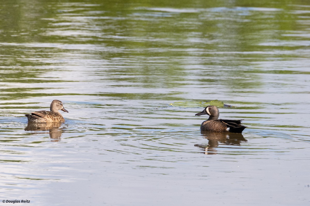 Blue-winged Teal - ML619769530