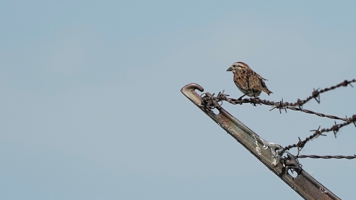 Song Sparrow - ML619769539