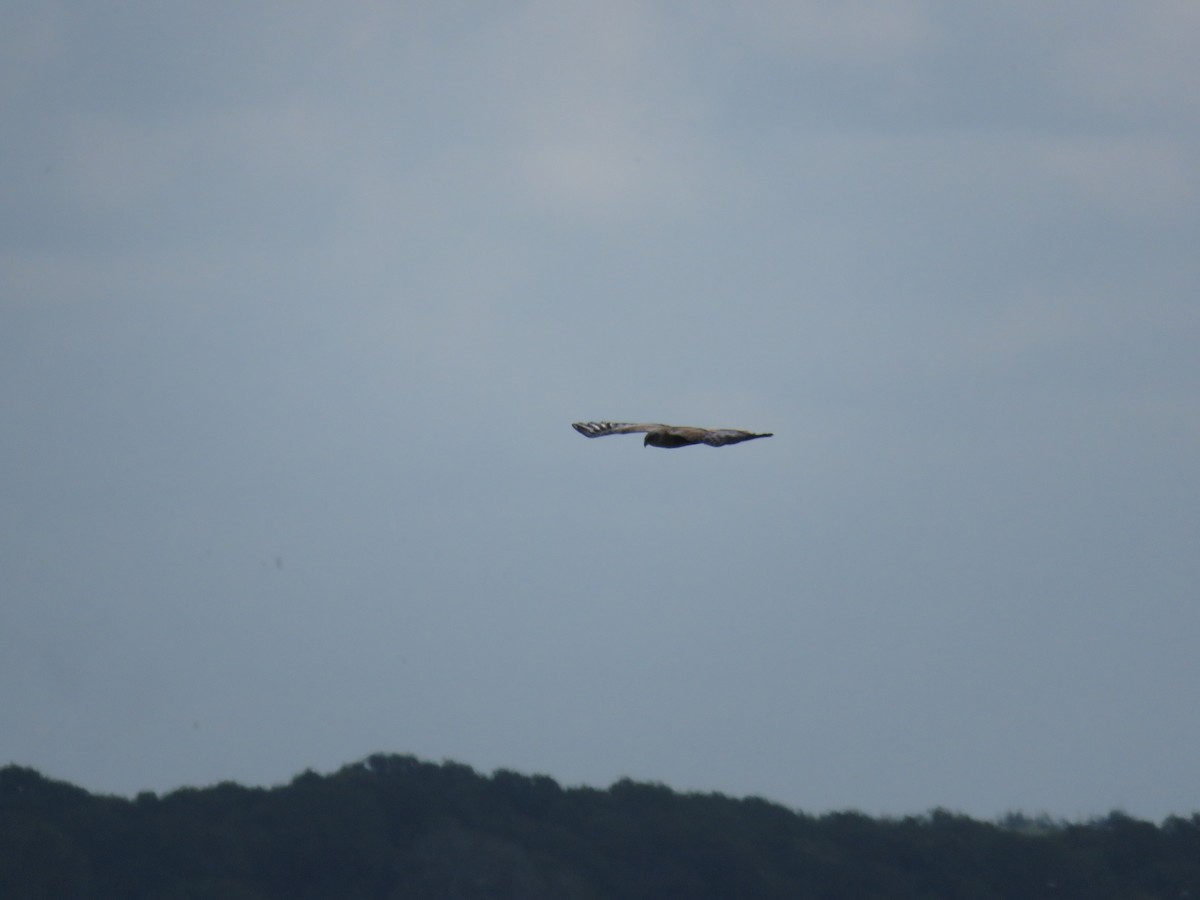 Western Marsh Harrier - ML619769577