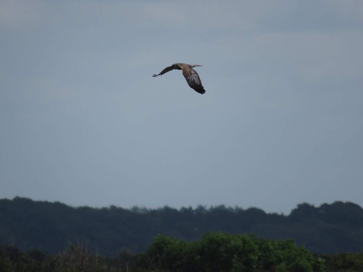 Western Marsh Harrier - ML619769578