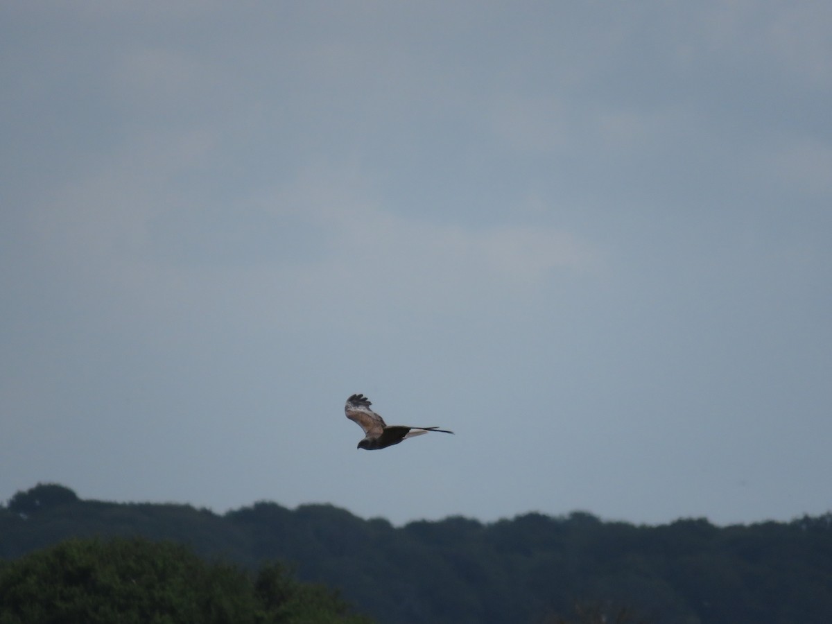 Western Marsh Harrier - ML619769579