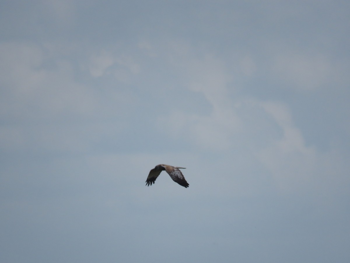 Western Marsh Harrier - ML619769581