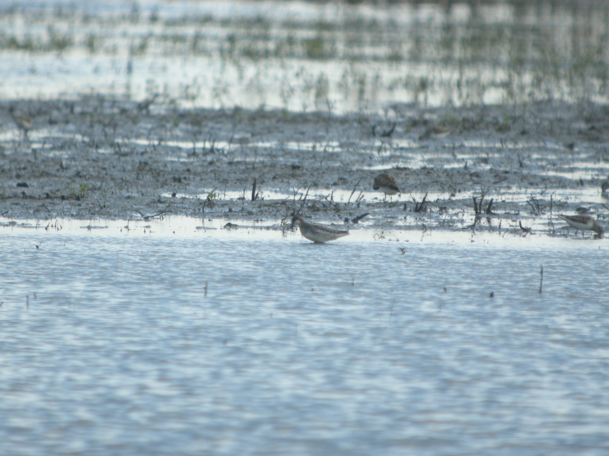 Red-necked Phalarope - ML619769611