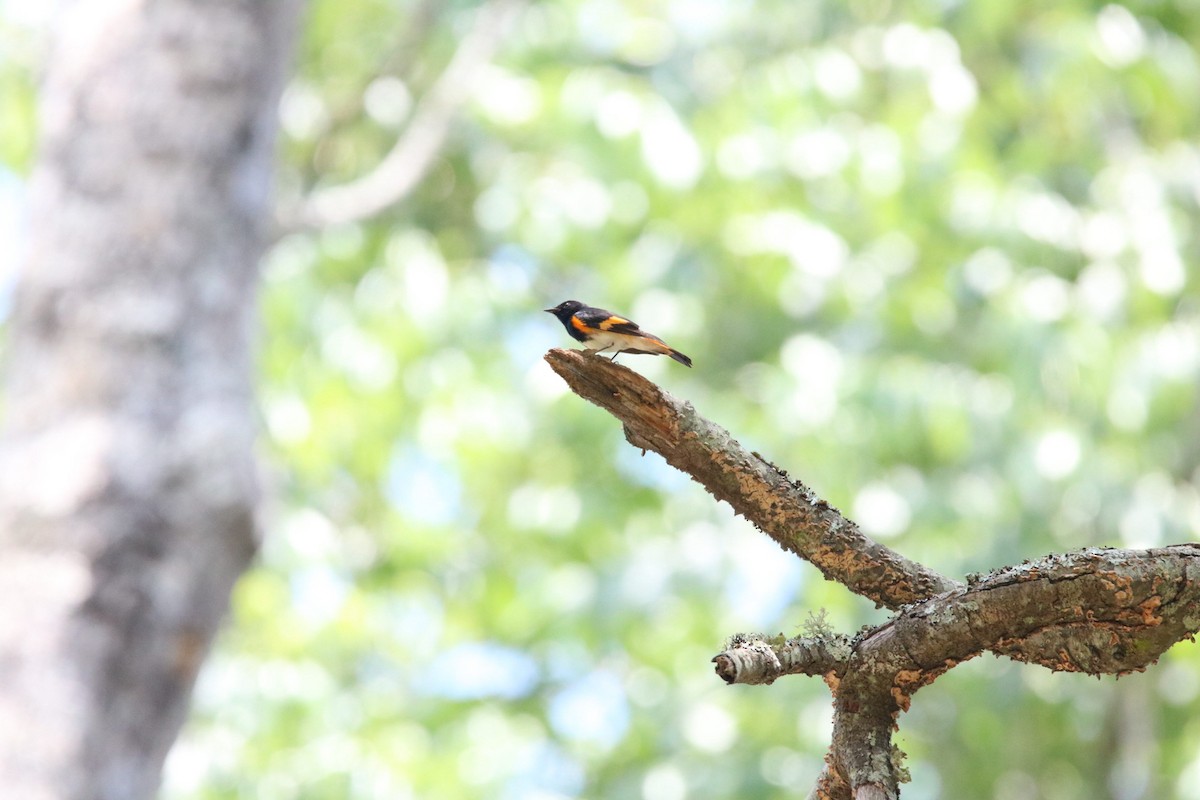 American Redstart - ML619769658