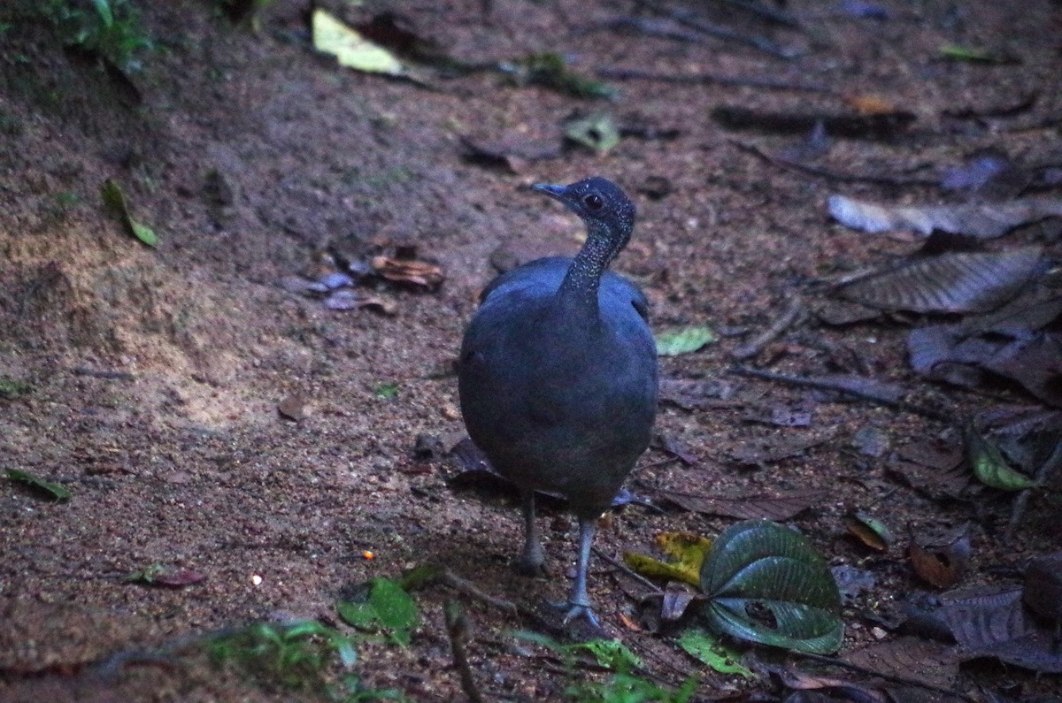 Gray Tinamou - ML619769677