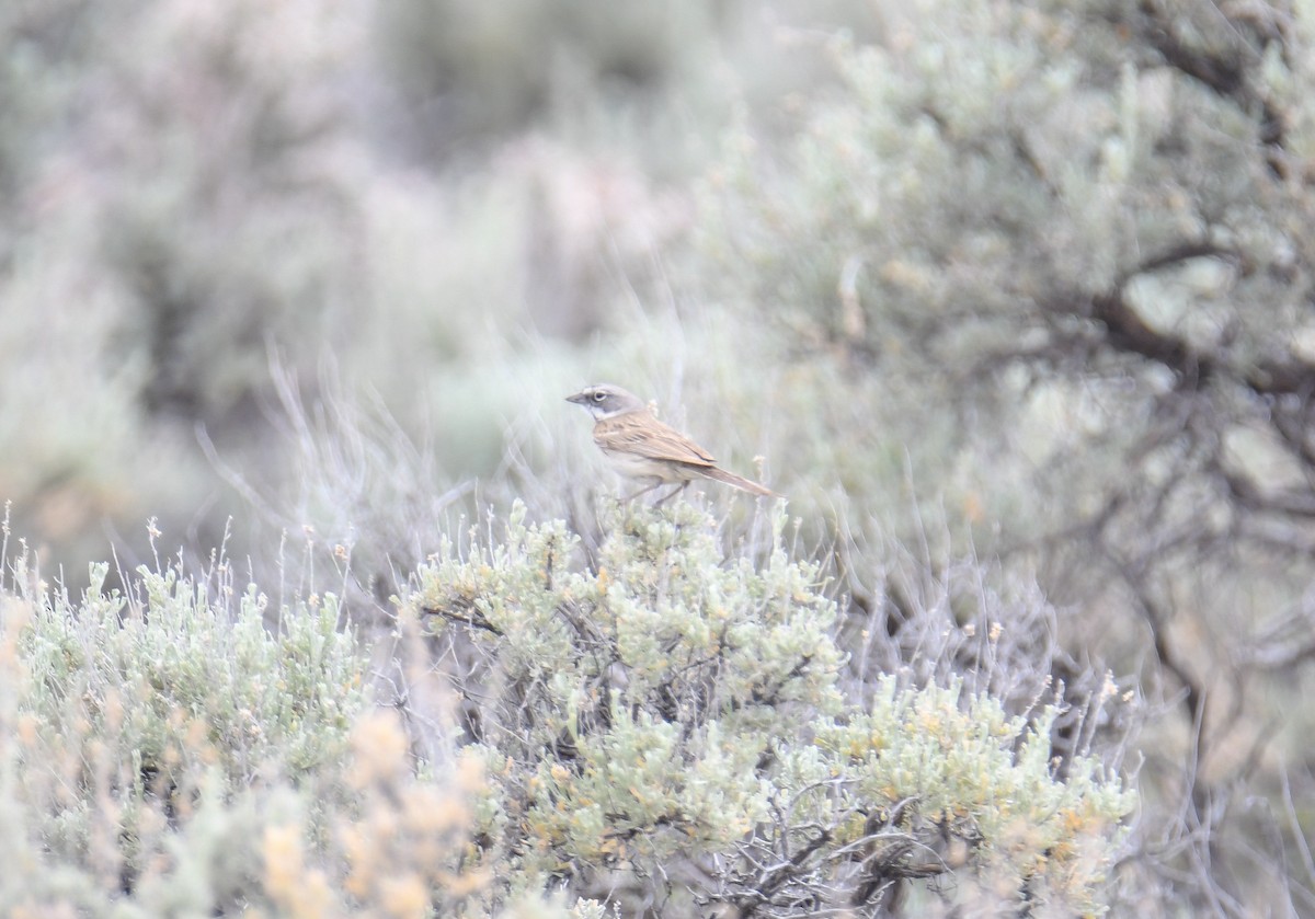 Sagebrush Sparrow - ML619769679