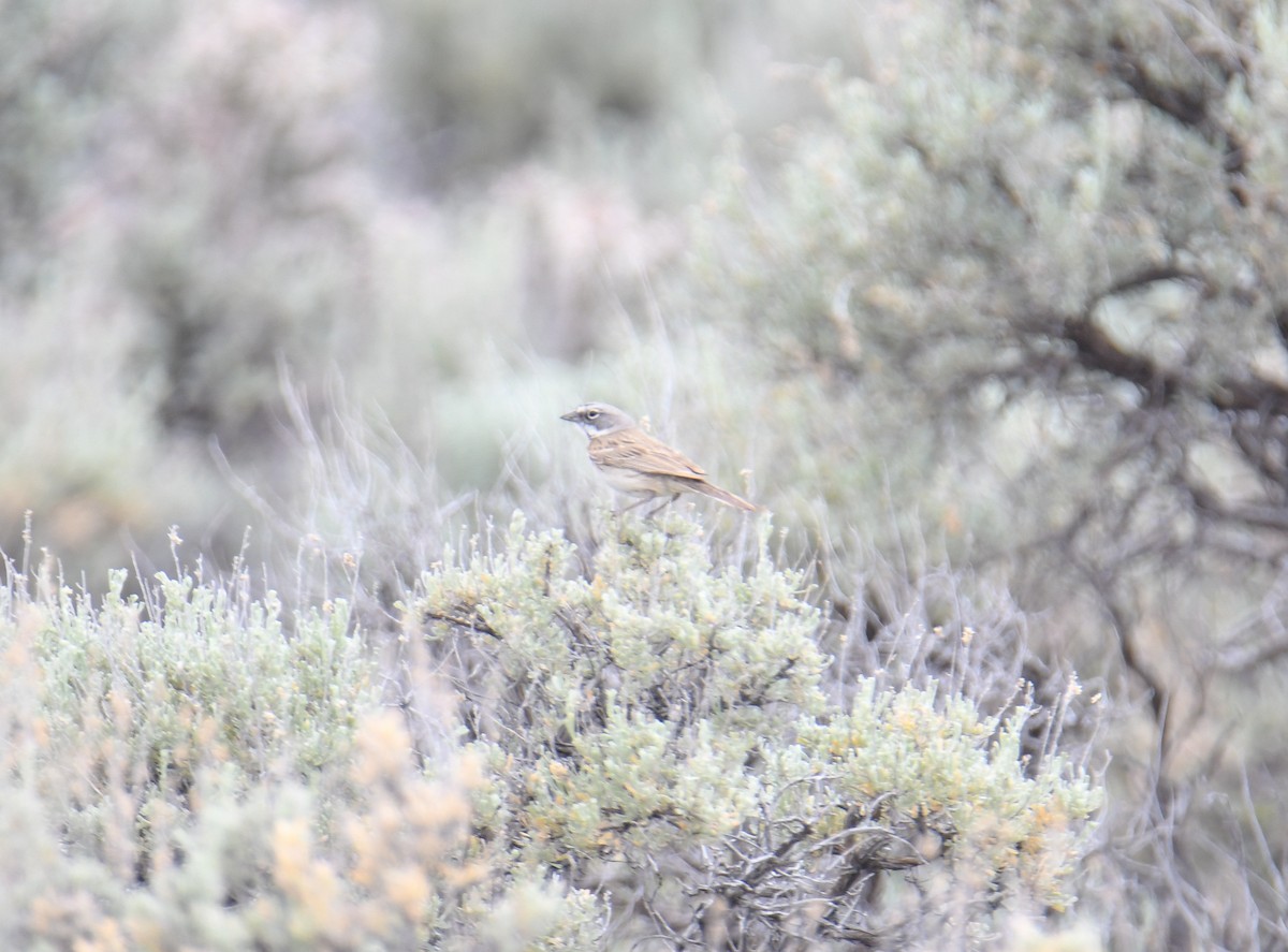 Sagebrush Sparrow - ML619769680