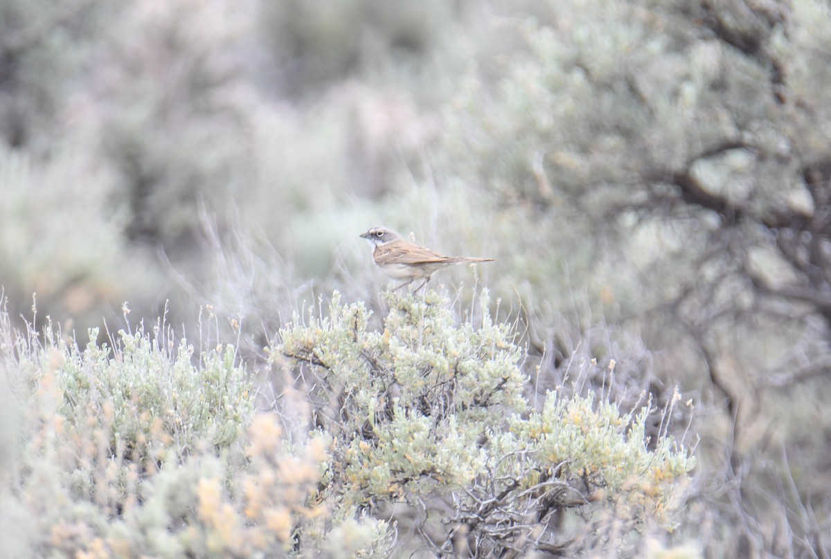 Sagebrush Sparrow - ML619769681