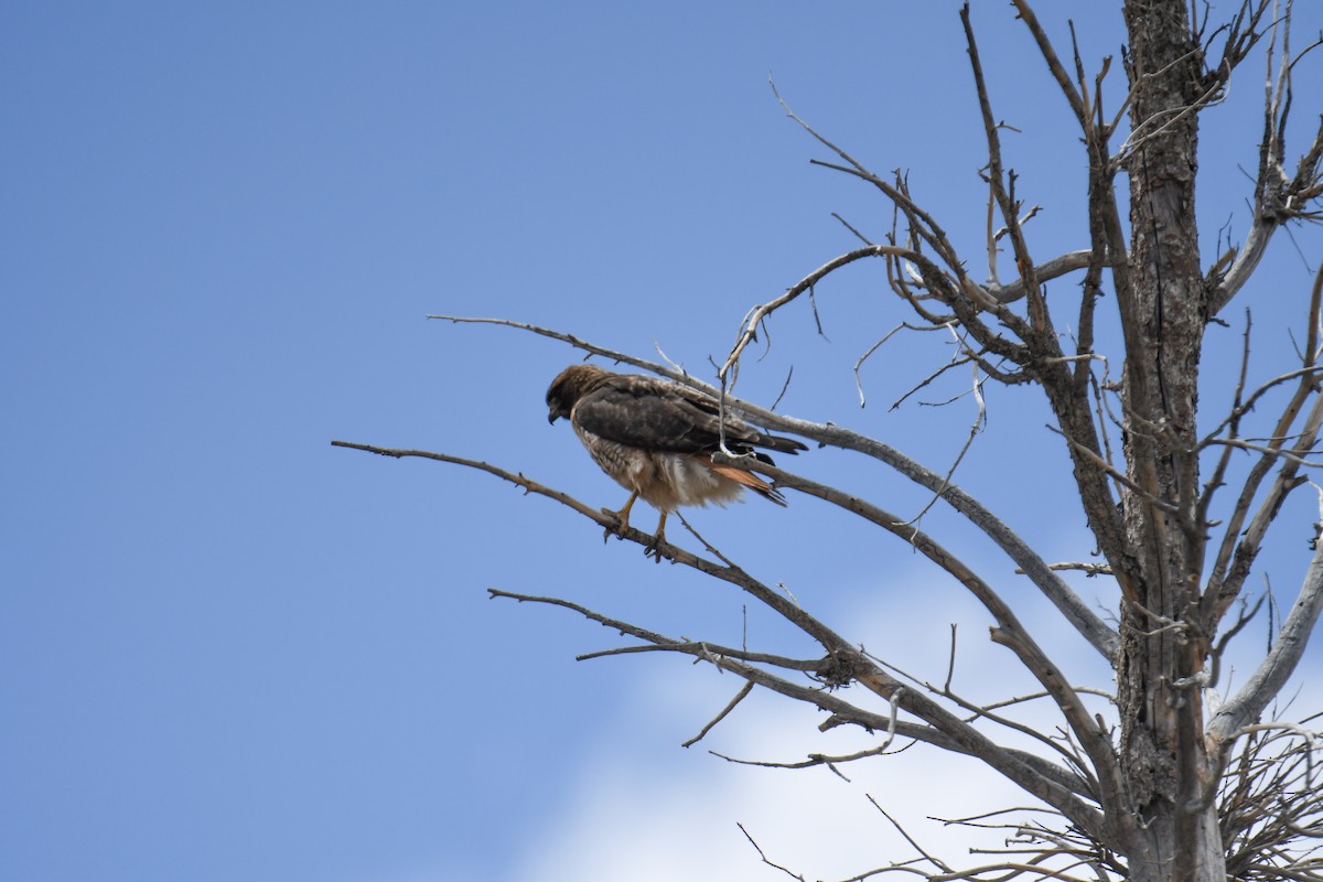 Red-tailed Hawk (calurus/alascensis) - ML619769700