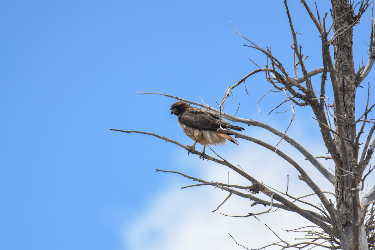 Red-tailed Hawk (calurus/alascensis) - ML619769702