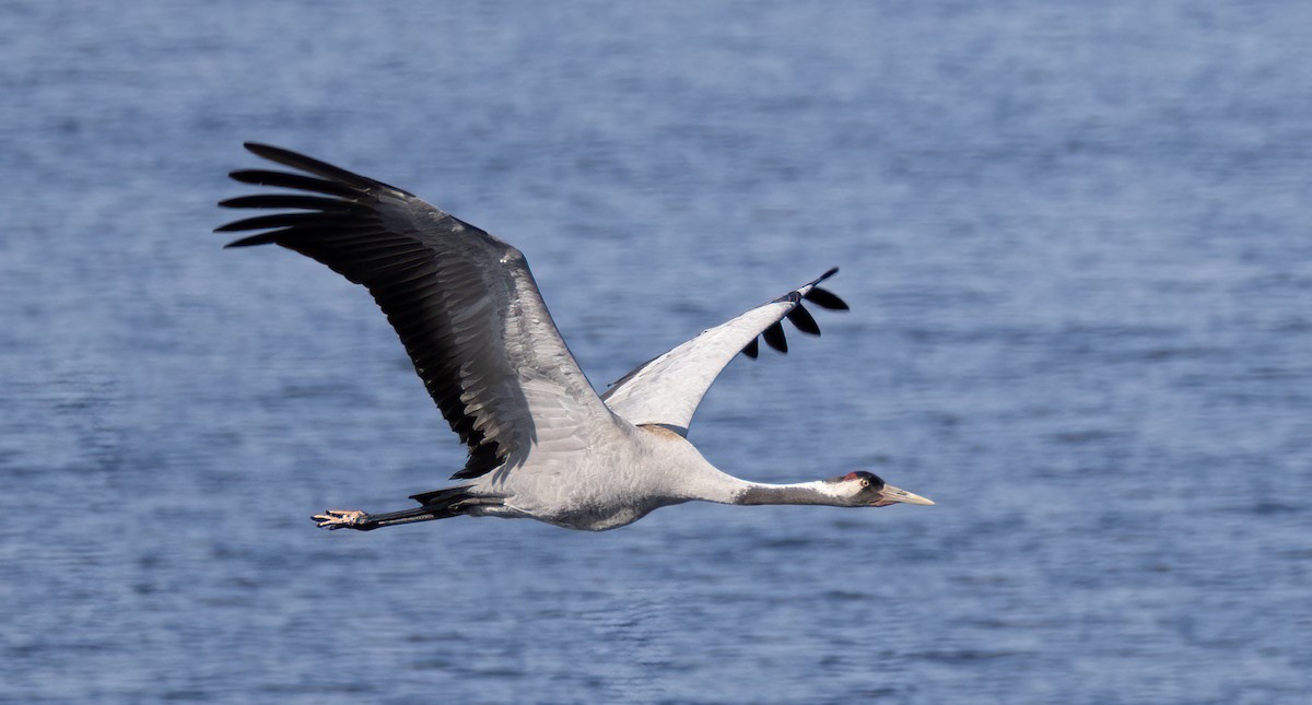 Common Crane - ML619769704