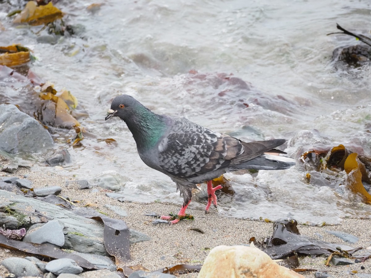Rock Pigeon (Feral Pigeon) - ML619769717