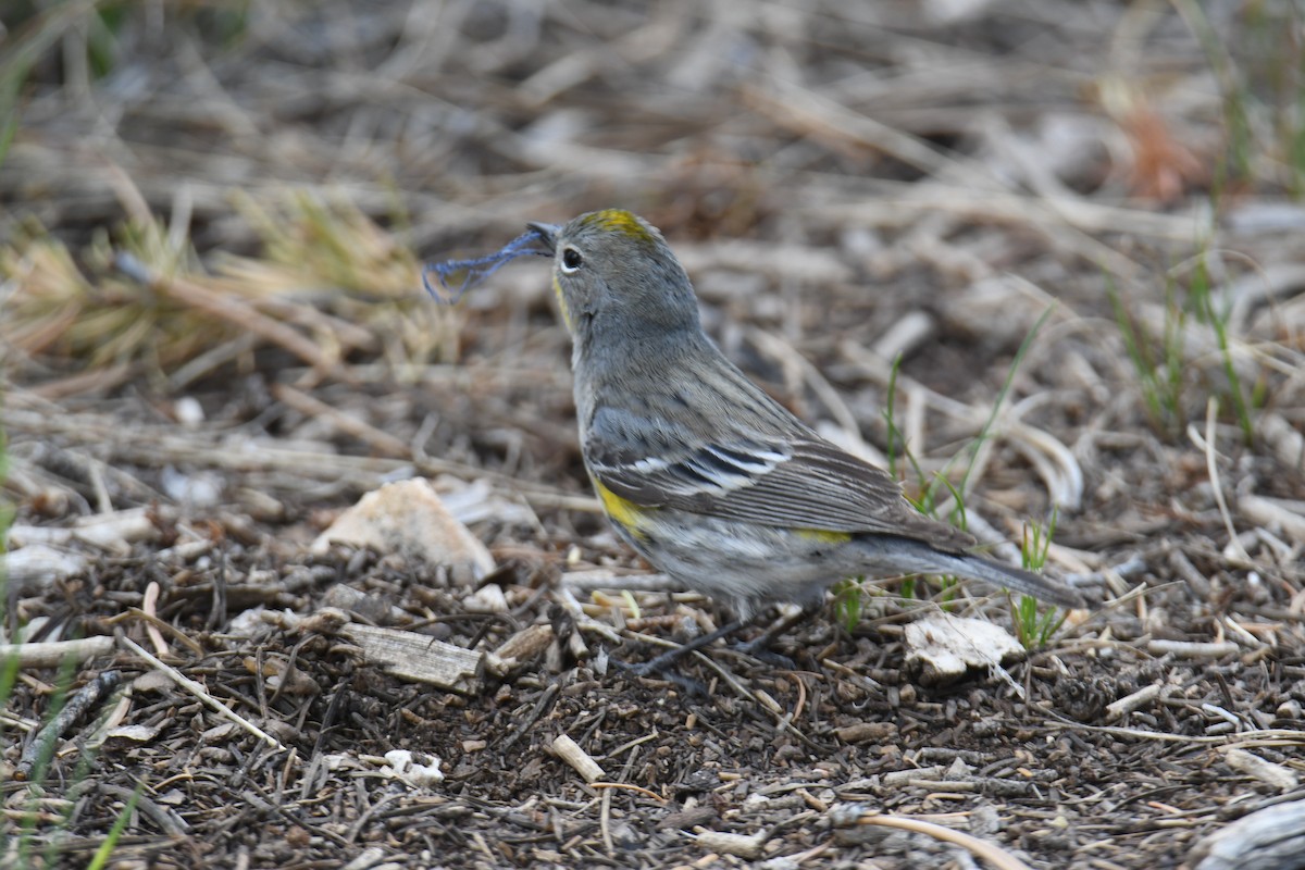 Yellow-rumped Warbler (Audubon's) - ML619769724