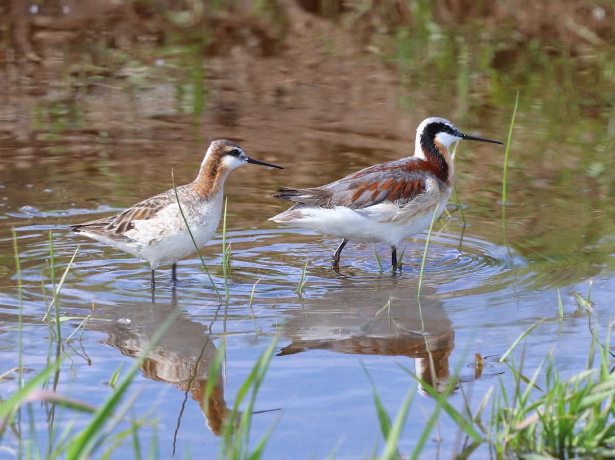 Wilson's Phalarope - ML619769759