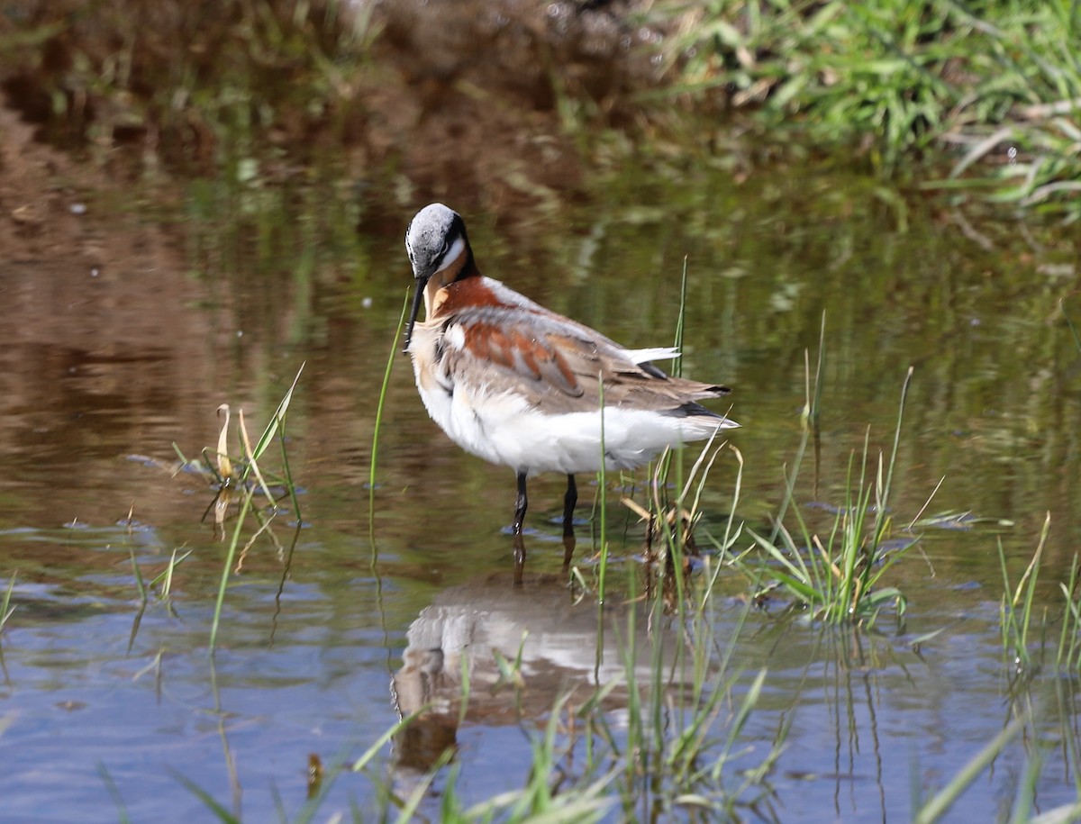 Falaropo Tricolor - ML619769760