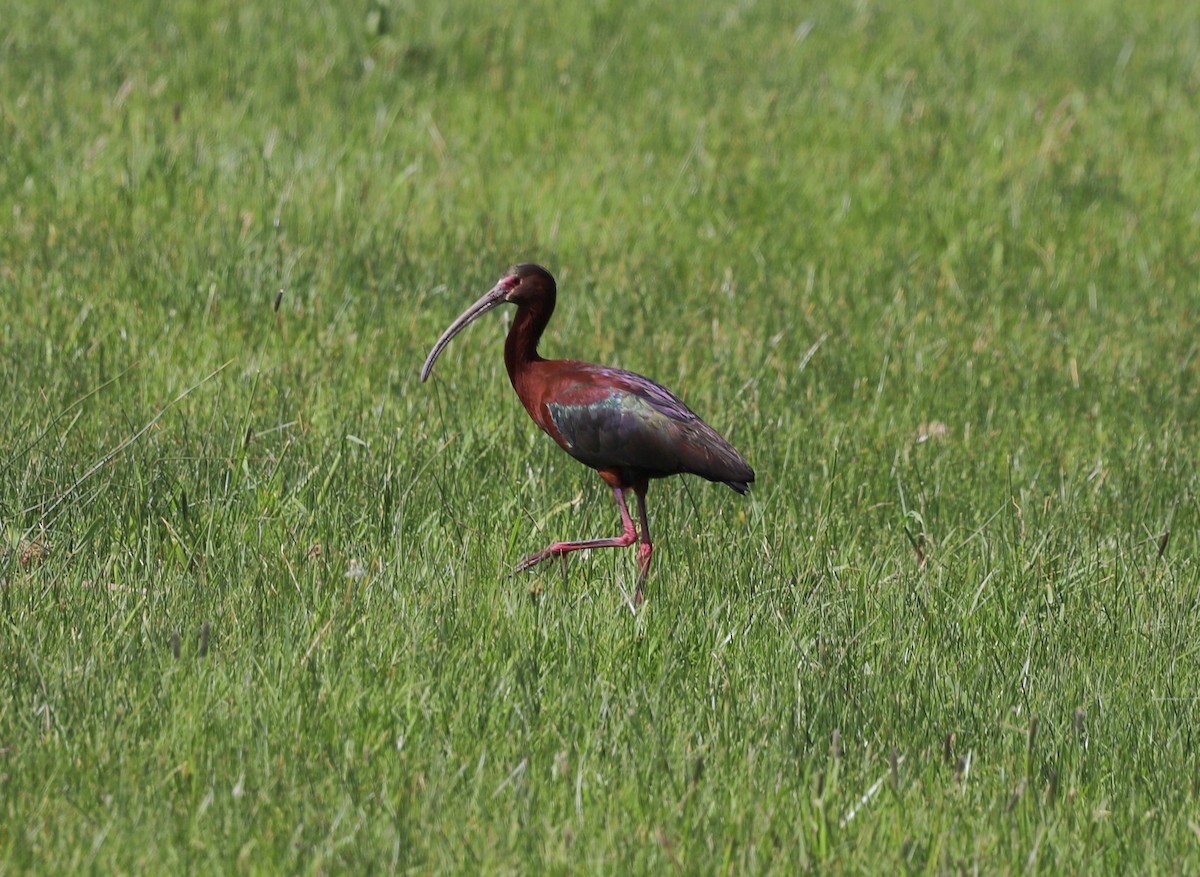 ibis americký - ML619769768