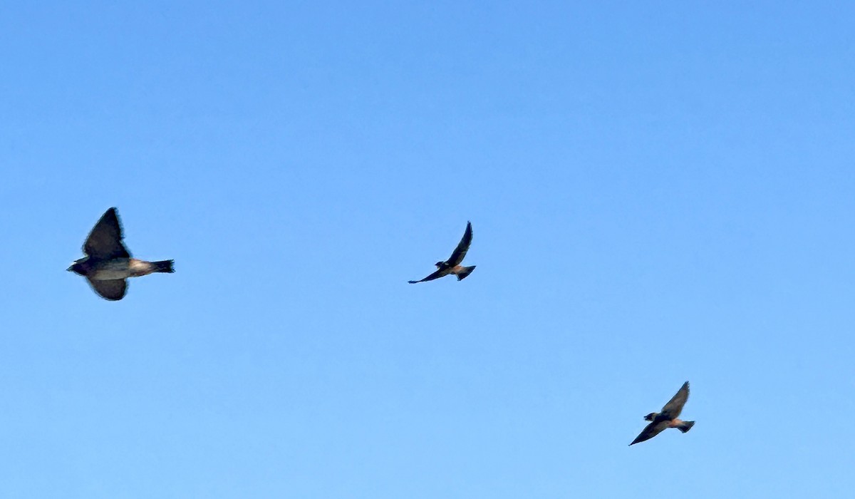 Cliff Swallow - ML619769781