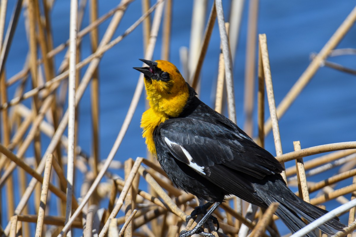 Yellow-headed Blackbird - ML619769817