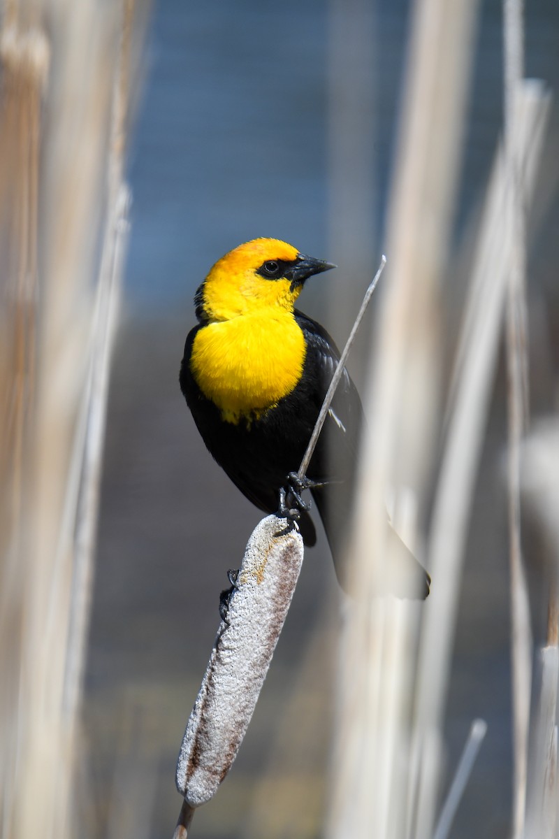 Yellow-headed Blackbird - ML619769818