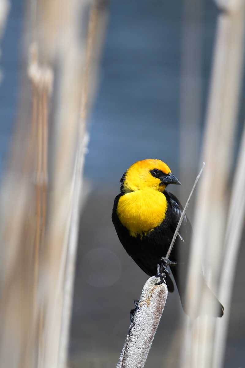 Yellow-headed Blackbird - ML619769819