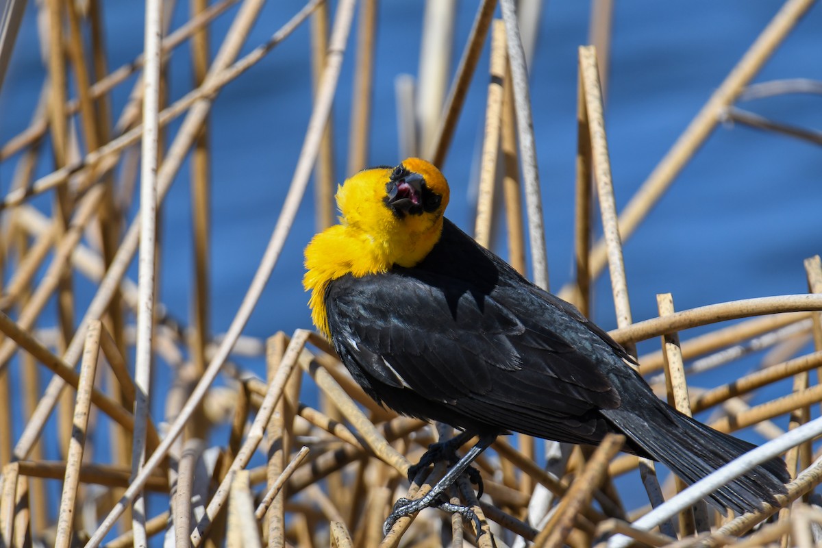 Yellow-headed Blackbird - ML619769823