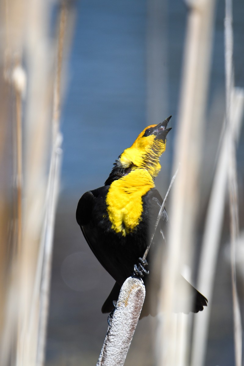 Yellow-headed Blackbird - ML619769824