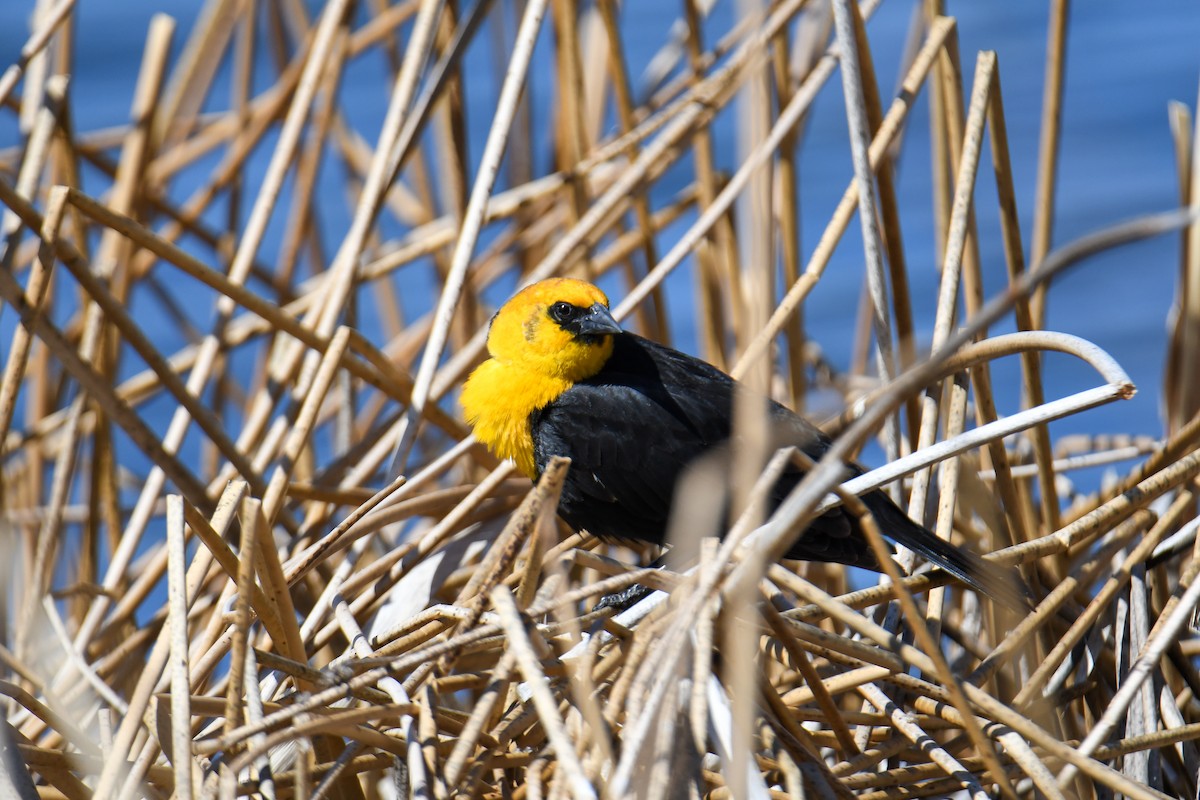 Yellow-headed Blackbird - ML619769825