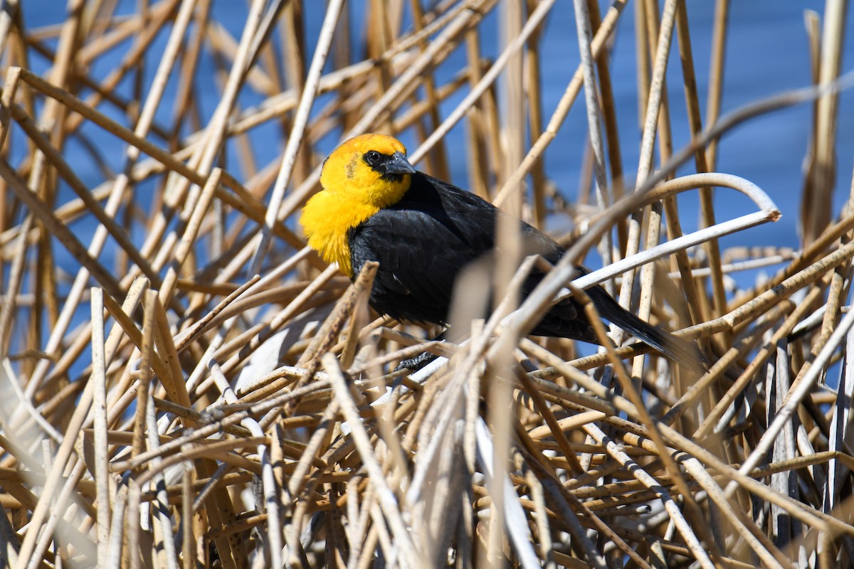 Yellow-headed Blackbird - ML619769826