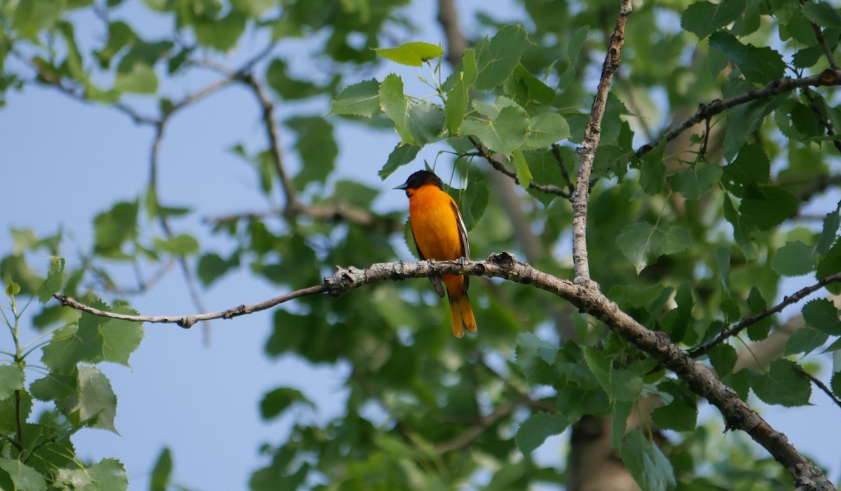 Baltimore Oriole - ML619769828