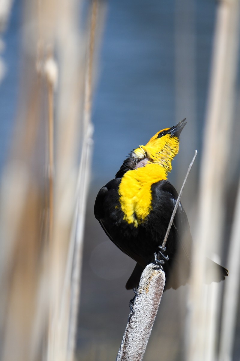 Yellow-headed Blackbird - ML619769829
