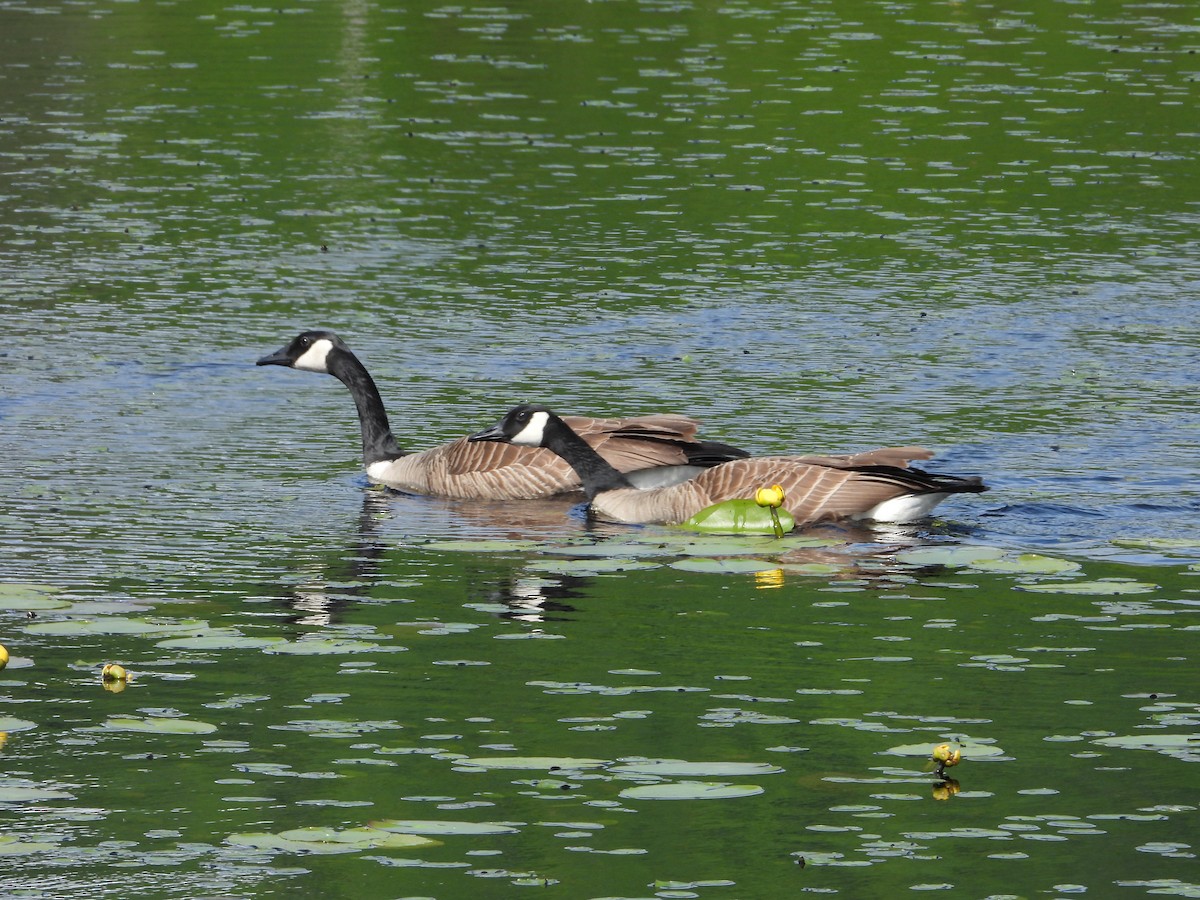 Canada Goose - ML619769897