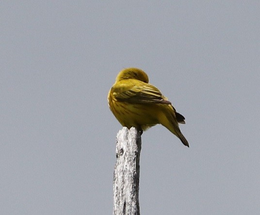 Paruline jaune - ML619769945