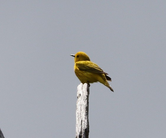 Paruline jaune - ML619769946