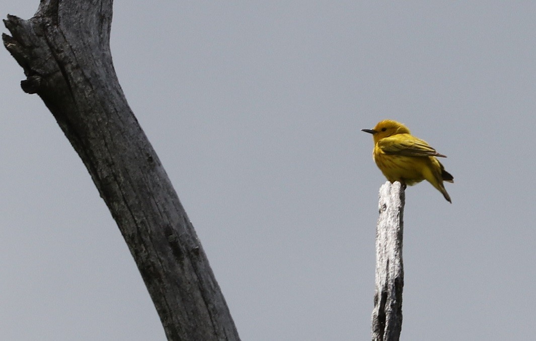 Paruline jaune - ML619769947