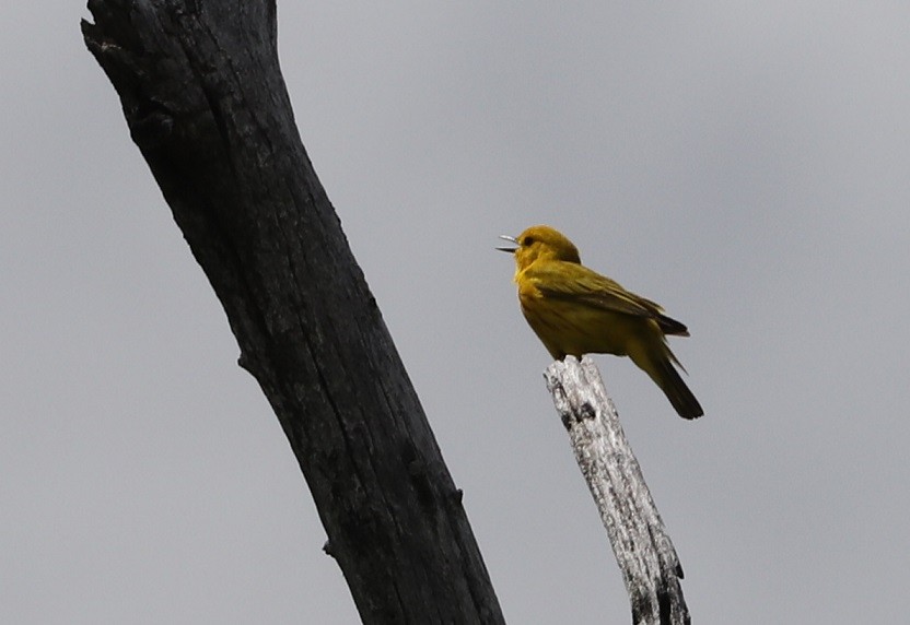 Yellow Warbler - ML619769949