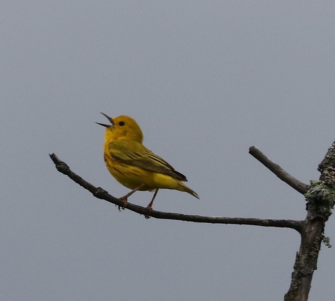 Paruline jaune - ML619769951