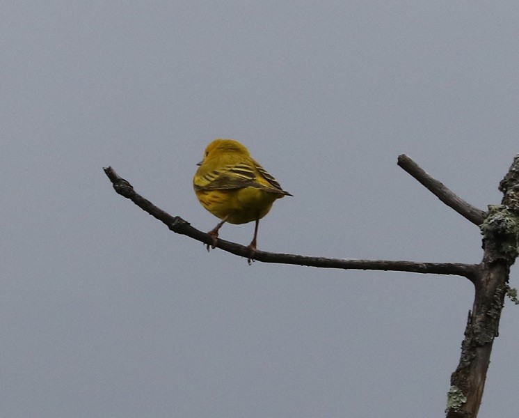 Yellow Warbler - ML619769952