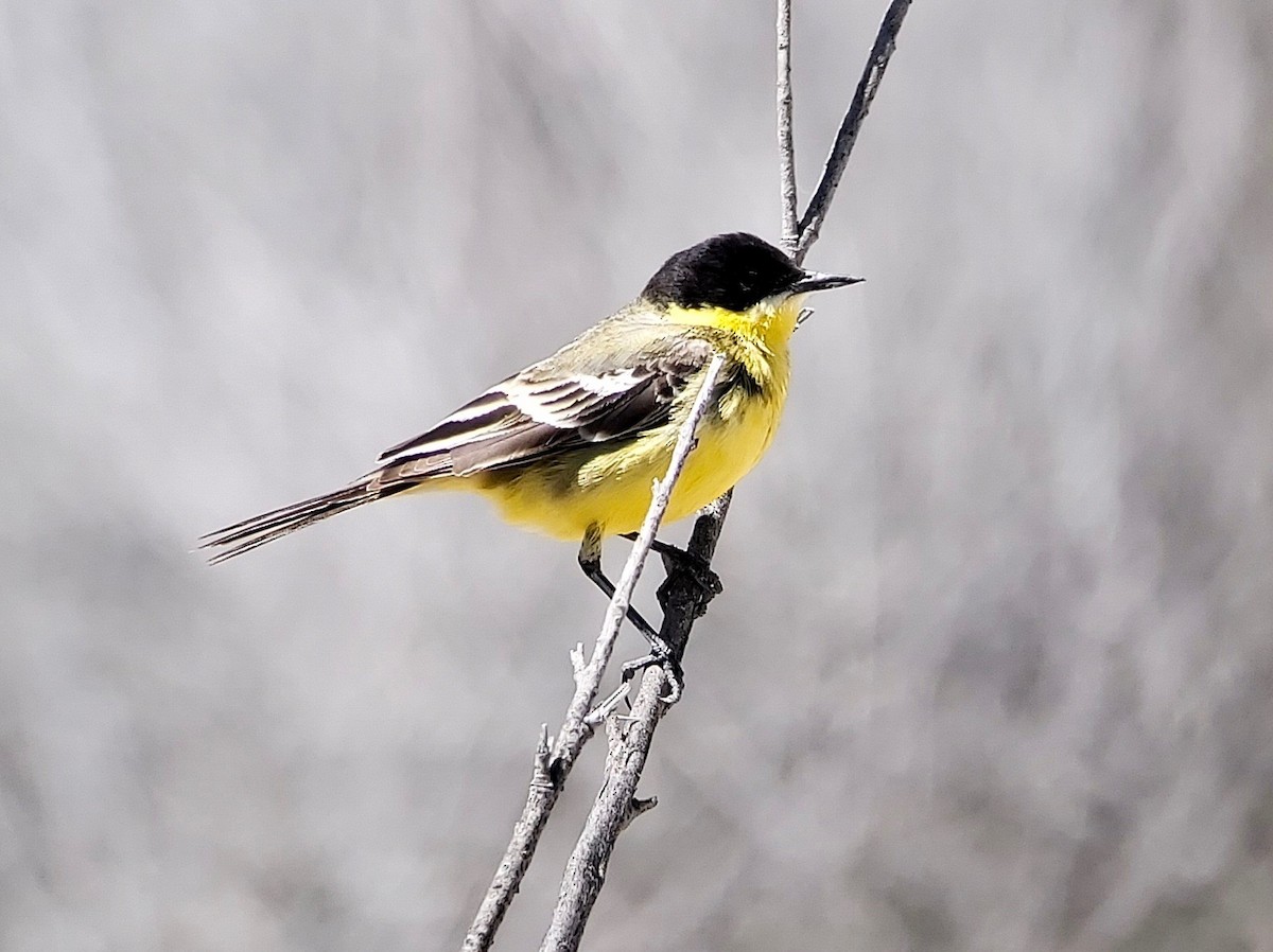 Western Yellow Wagtail (feldegg) - ML619769953