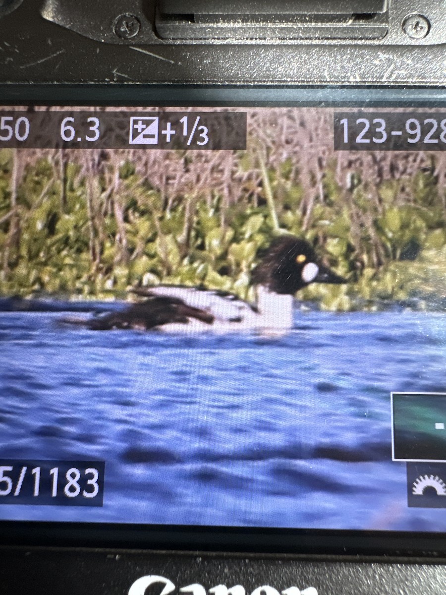 Common Goldeneye - ML619769954