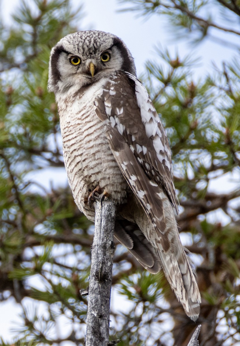 Northern Hawk Owl - ML619769977