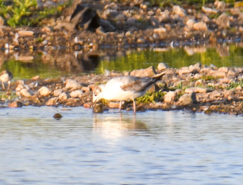 Mouette de Bonaparte - ML619770005