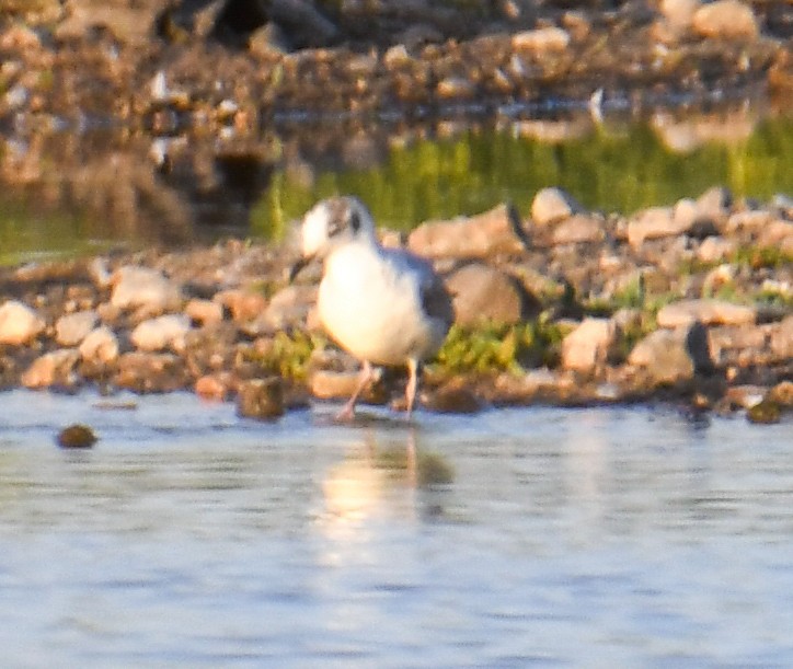 Mouette de Bonaparte - ML619770006