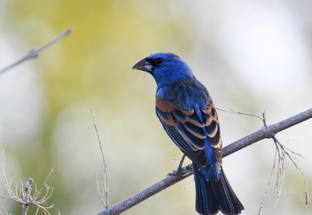 Blue Grosbeak - ML619770014