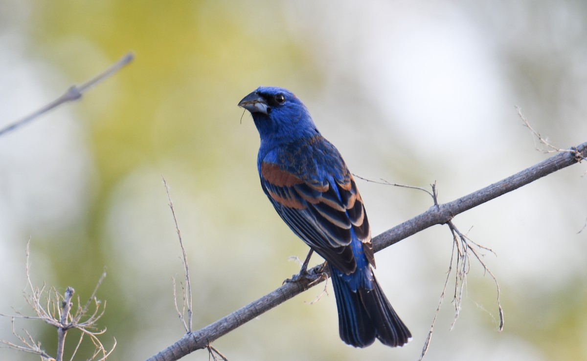 Blue Grosbeak - ML619770016